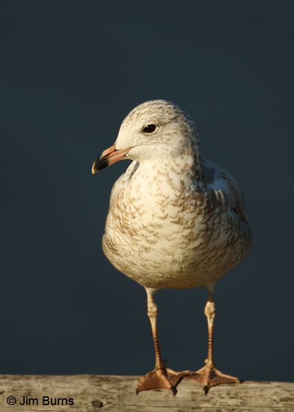 Ring-billed Gull 1st winter in sunshaft