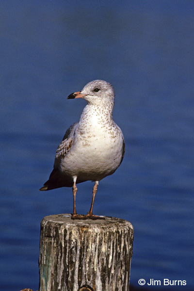 Ring-billed gull 1st winter