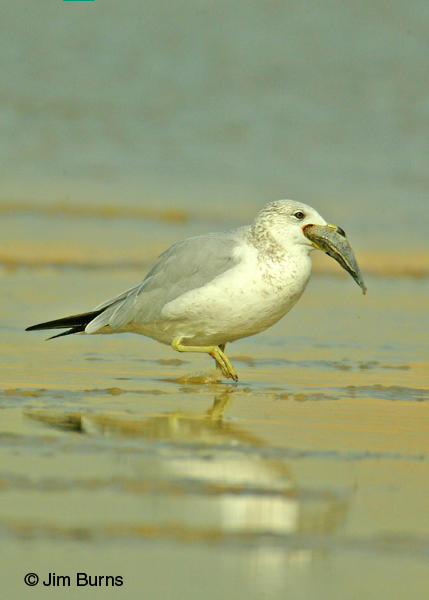 Ring-billed Gull adult winter with fish
