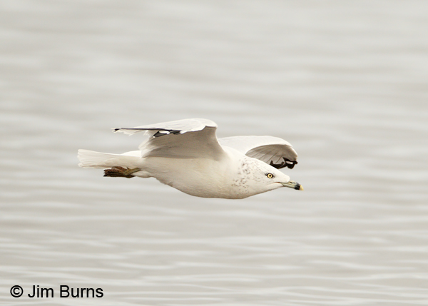 Ring-billed Gull adult winter in flight