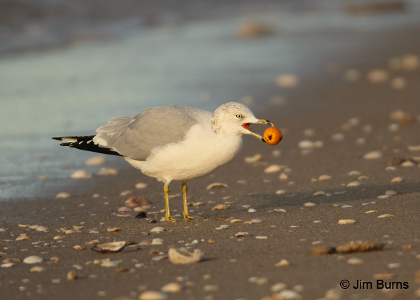 Ring-billed Gull adult winter lunch on the beach