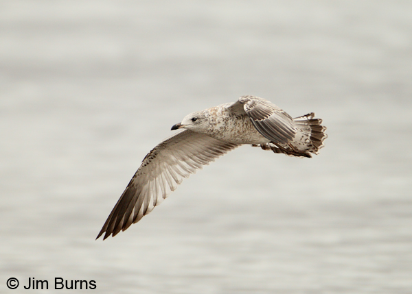 Ring-billed Gull juvenile in flight