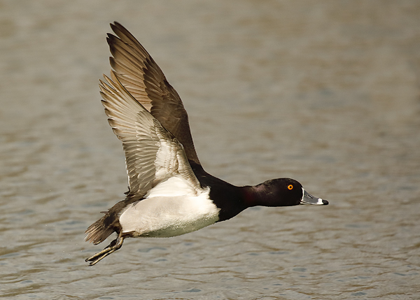 Ring-necked Duck male in flight ventral wing--7892