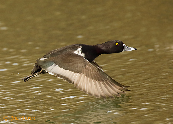 Ring-necked Duck male in flight dorsal wing--7899