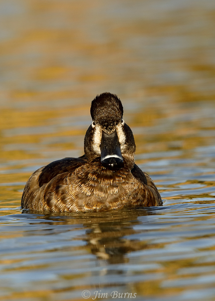 Ring-necked Duck female head shape--8418
