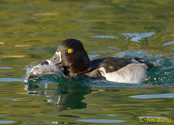 Ring-necked Duck male with fish--0425