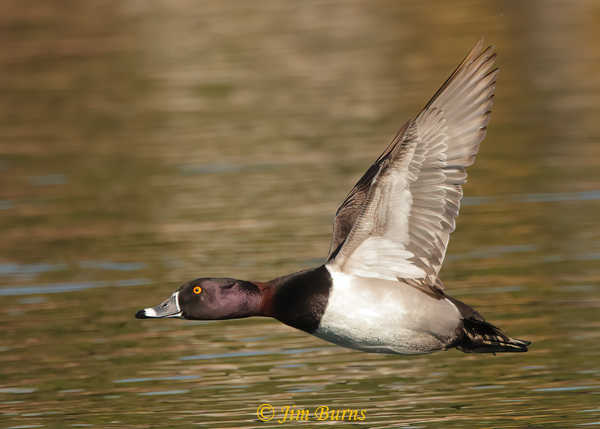 Ring-necked Duck in flight upstroke--4947