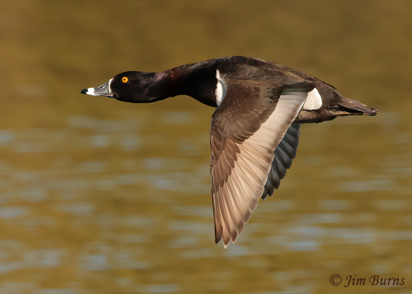 Ring-necked Duck male speculum--7485-M