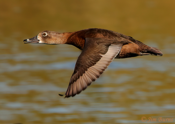 Ring-necked Duck female speculum--7485