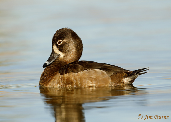 Ring-necked Duck female--8426