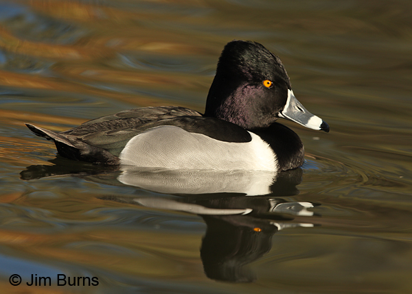 Ring-necked Duck male, no ring