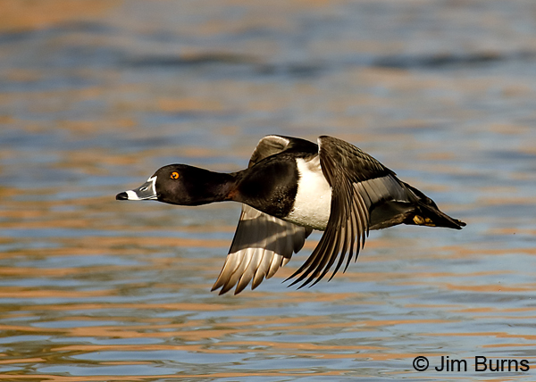 Ring-necked Duck male in flight, nictitating membrane partially drawn--3913