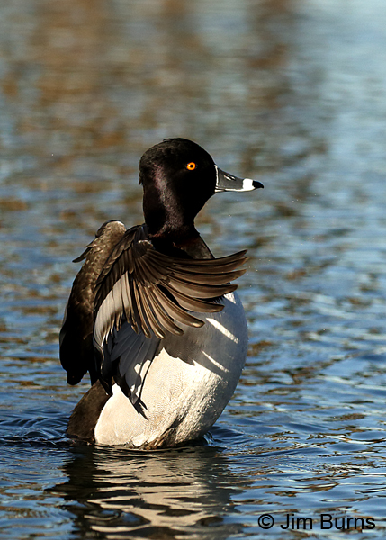 Ring-necked Duck male - The Conductor