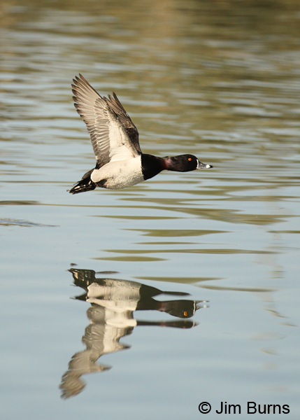 Ring-necked Duck male flight reflections