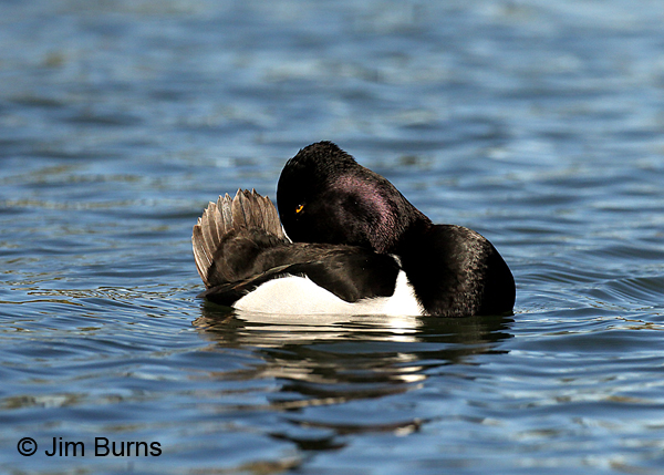 Ring-necked Duck male preening tail