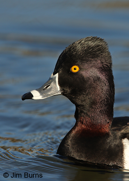 Ring-necked Duck male showing cinnamon neck ring