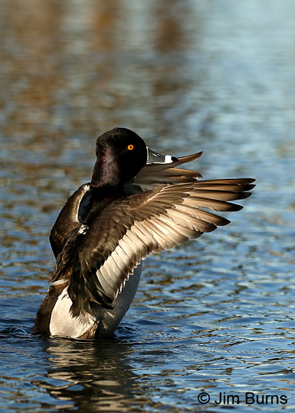 Ring-necked Duck male wing flap