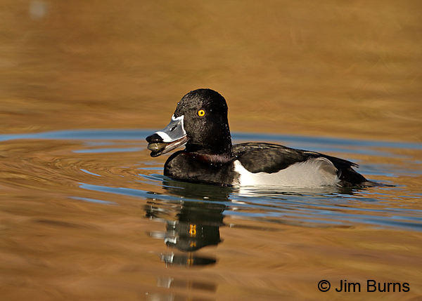 Ring-necked Duck male with clamshell