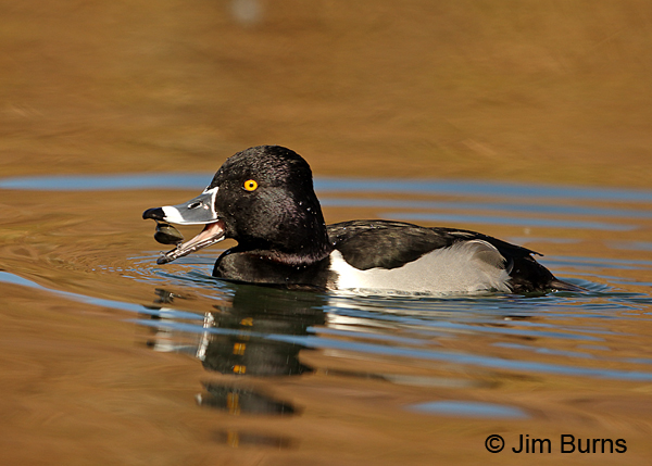 Ring-necked Duck male with half a clamshell