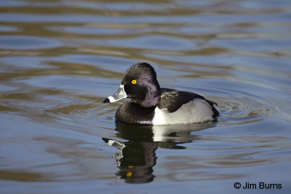 Ring-necked Duck male