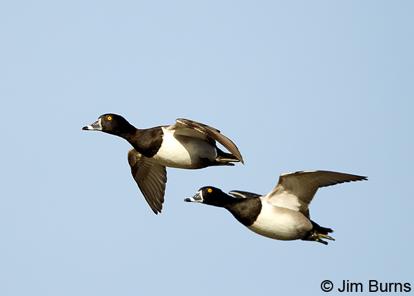 Ring-necked Duck males in flight
