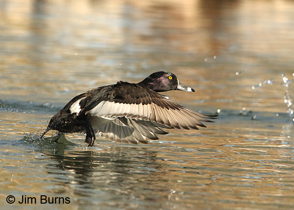 Ring-necked Duck taking off