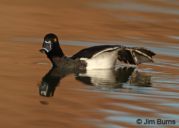 Ring-necked Duck wing-leg stretch