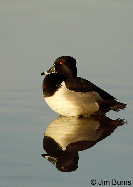 Ring-necked reflections