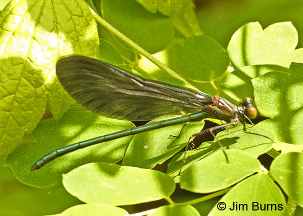River Jewelwing teneral male, Rusk Co., WI, June 2014