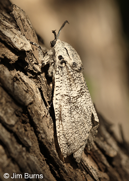 Robin's Carpenterworm Moth female on tree, Arizona