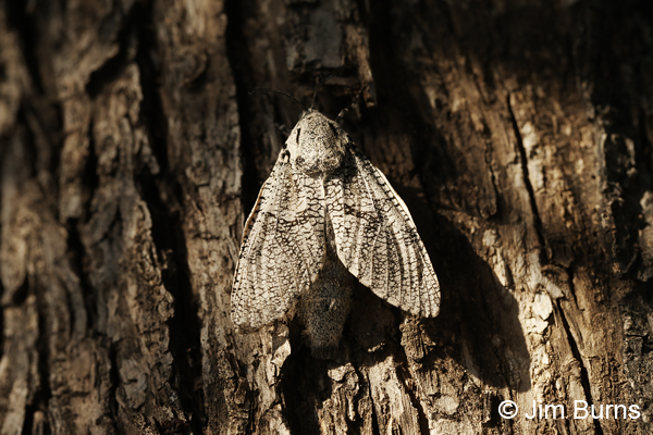 Robin's Carpenterworm Moth female, Arizona