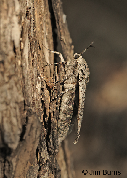 Robin's Carpenterworm Moth on tree vertical, Arizona