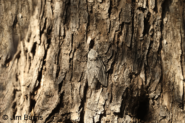 Robin's Carpenterworm Moth camouflage, Arizona