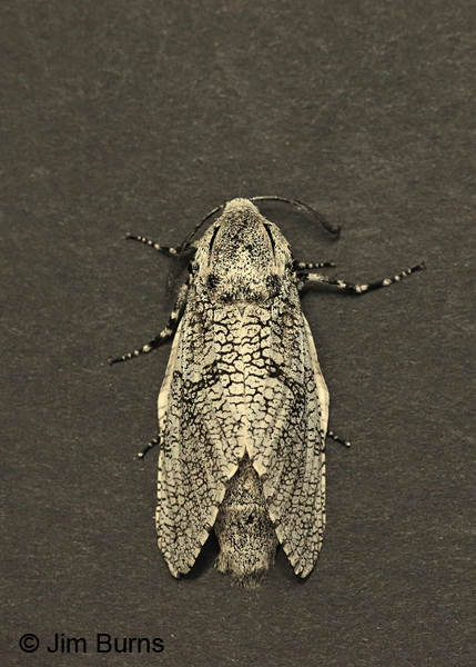 Robin's Carpenterworm Moth female on black, Arizona