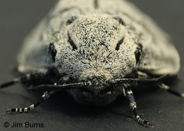 Robin's Carpenterworm Moth head shot, Arizona