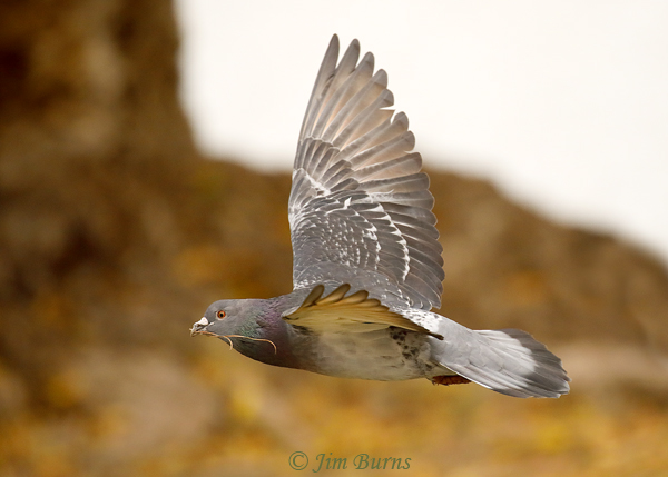 Rock Pigeon in flight with nesting material #3--0357