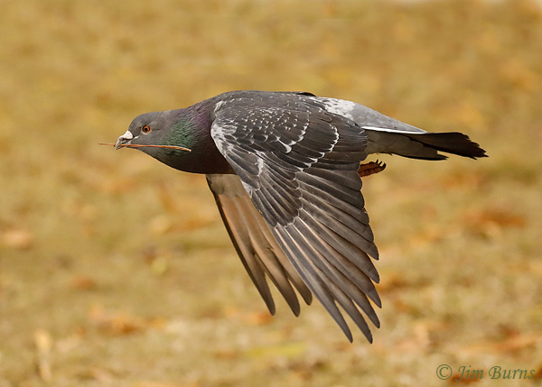 Rock Pigeon in flight with nesting material--0420