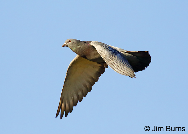 Rock Pigeon in flight #2