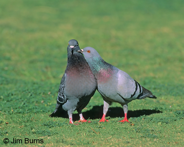 Rock Pigeon pair