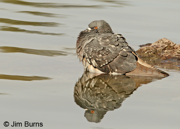 Rock Pigeon reflections