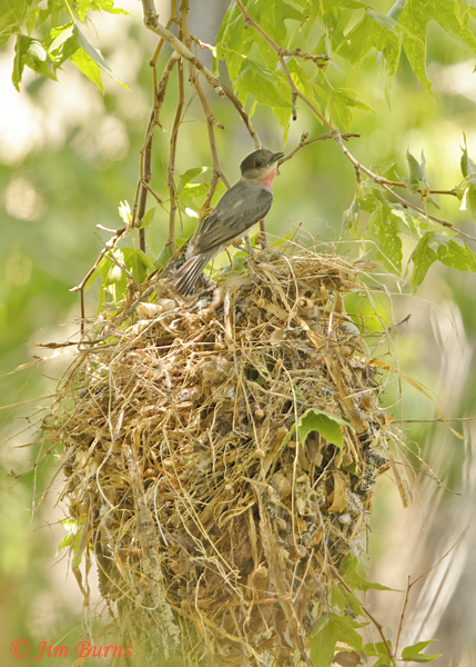 Rose-throated Becard on nest #2--6574