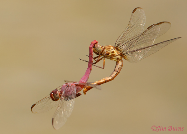Roseate Skimmer pair copulating after capture, Maricopa Co., AZ, July 2022--1752