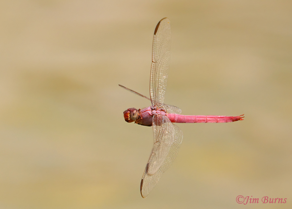 Roseate Skimmer male trolling for females with claspers ready, Maricopa Co., AZ, July 2022--1787