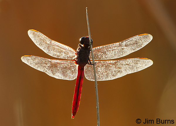 Roseate Skimmer male, Pinal Co., AZ, August 2018--8316