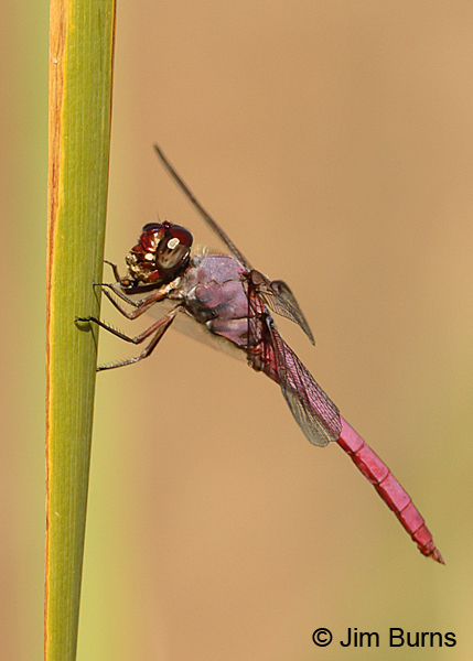 Roseate Skimmer male eating fly, Maricopa Co, AZ, October 2015
