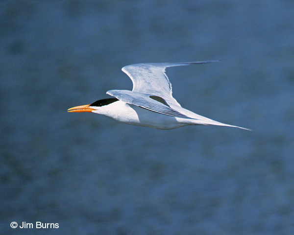 Royal Tern adult breeding in flight