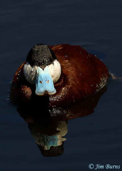 Ruddy Duck eye level close-up--0542