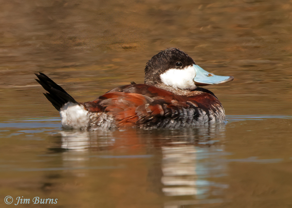Ruddy Duck male breeding plumage--6154
