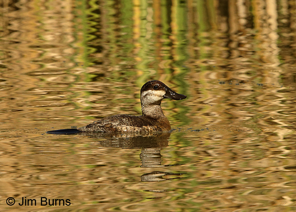 Ruddy Duck female in reed ripples