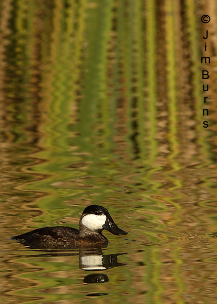 Ruddy Duck male in reed ripples vertical